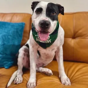Panda the perfect doggy pal