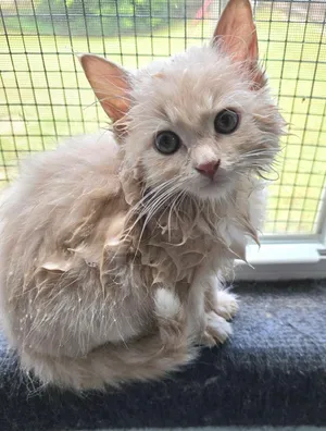Rambo