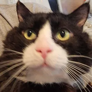 Izzik Meowton - 6 yo senior