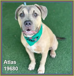 ATLAS