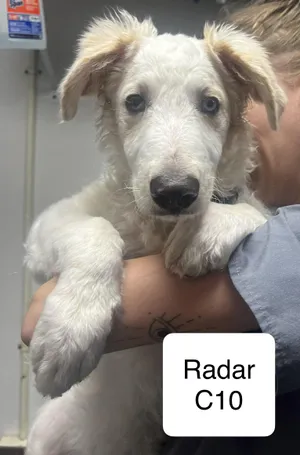 Radar