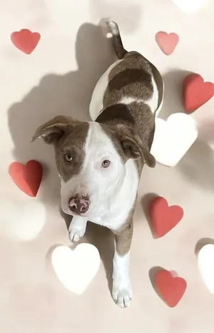 Ketchup - 1 year in rescue - 1.5 year old girl