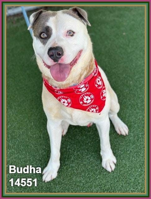 BUDHA