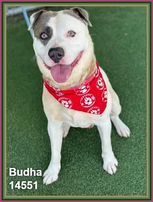 BUDHA