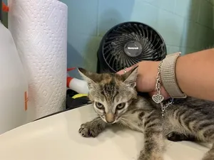 A232351