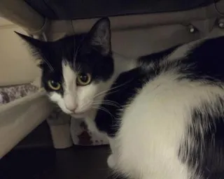 Elsie