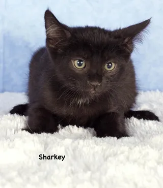 Sharkey