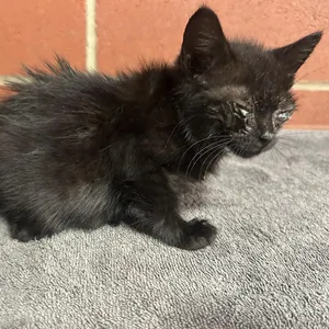 Poe