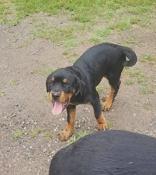 HANS