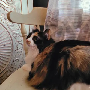 Meisha