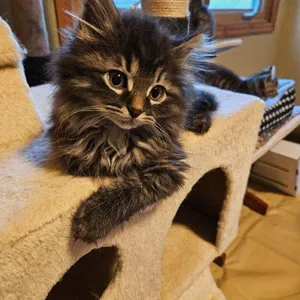 Libby