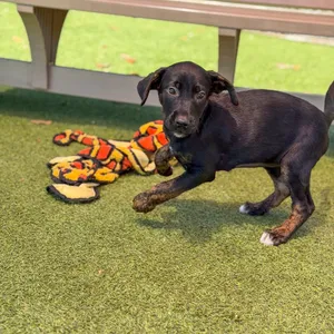 Colette