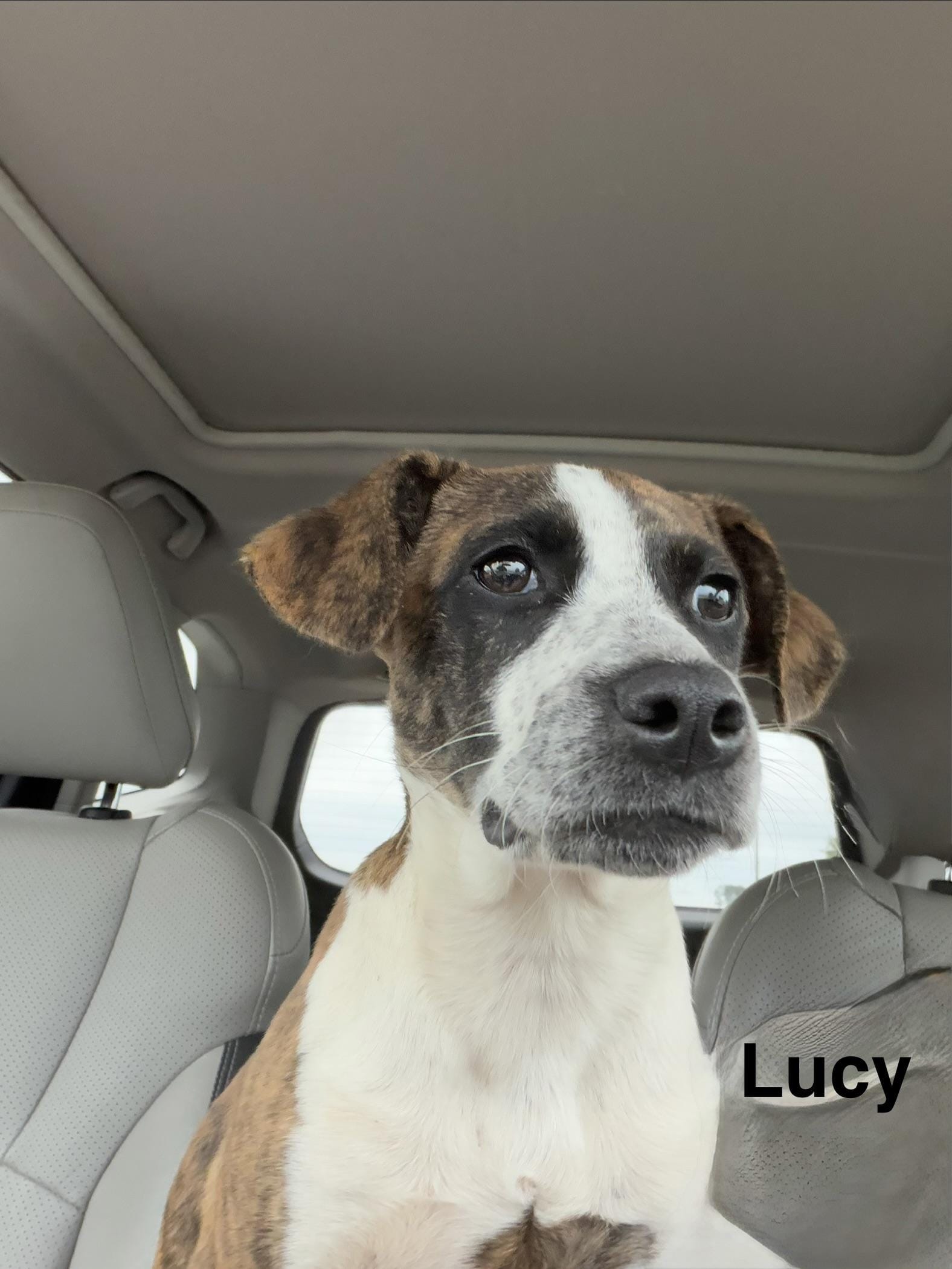 Lucy