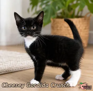 Cheesey Gordida Crunch