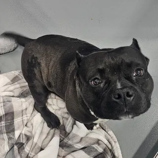 Truffle