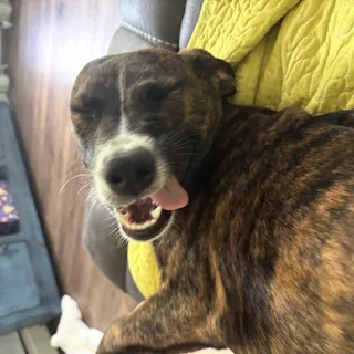 Bella