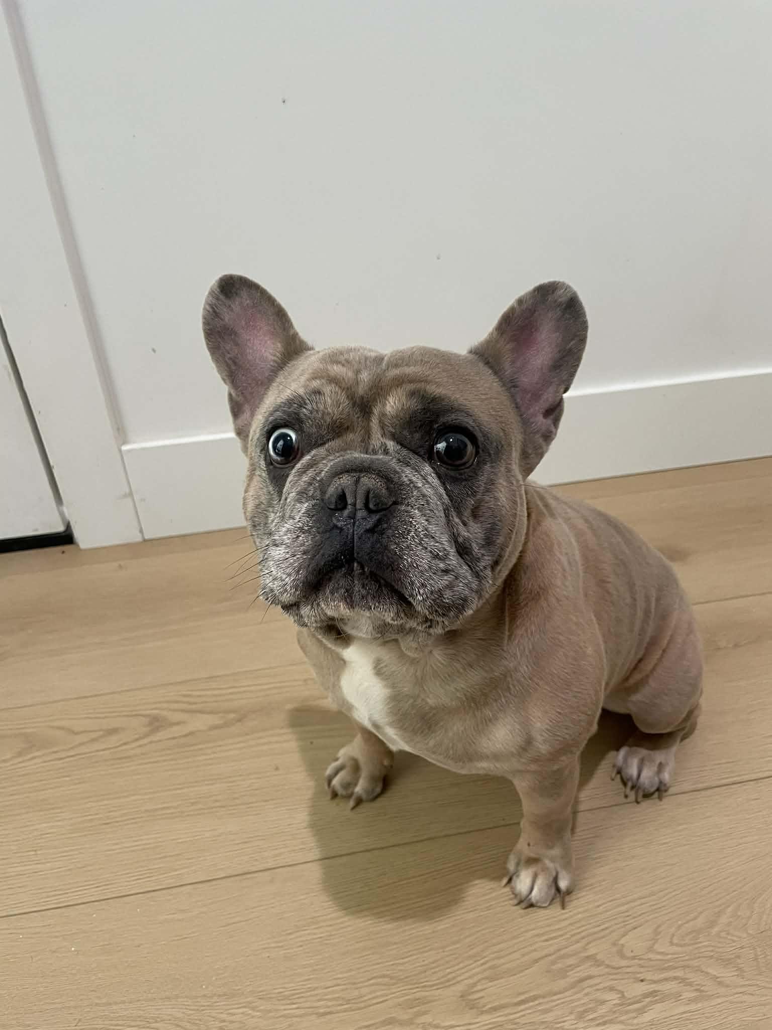 Frankie