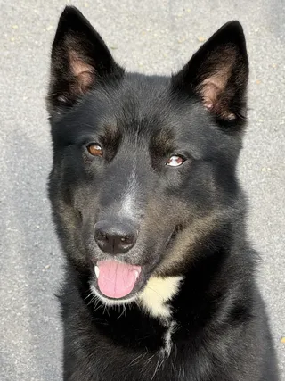 Ace