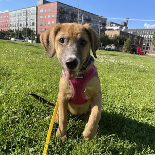 Penny Pincher D70059