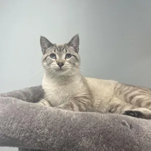 Finn