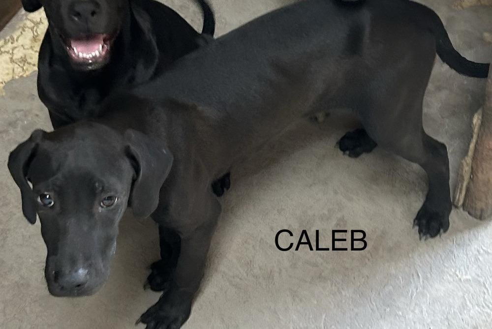 Caleb - Sarah