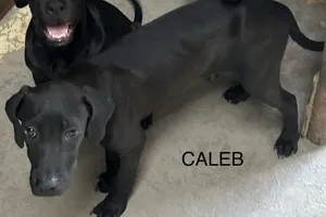 Caleb - Sarah