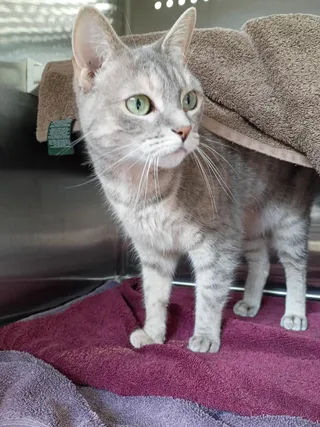 Lulu
