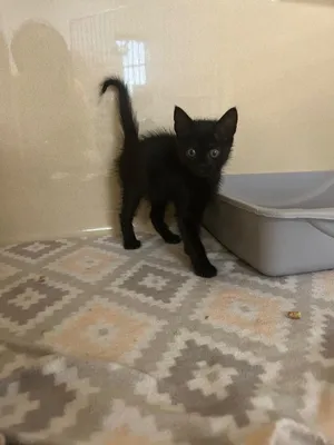 Tarzan