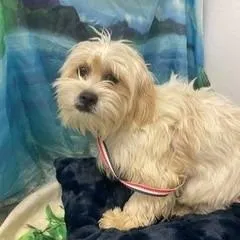 Gwenyth Pawltrow