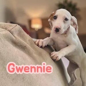 Gwennie - sweetest hound pup