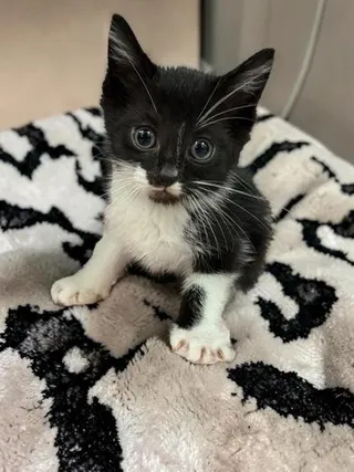 Archie