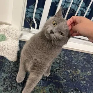 Blue (1 year)