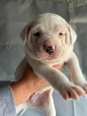 Tank (now Maximus)