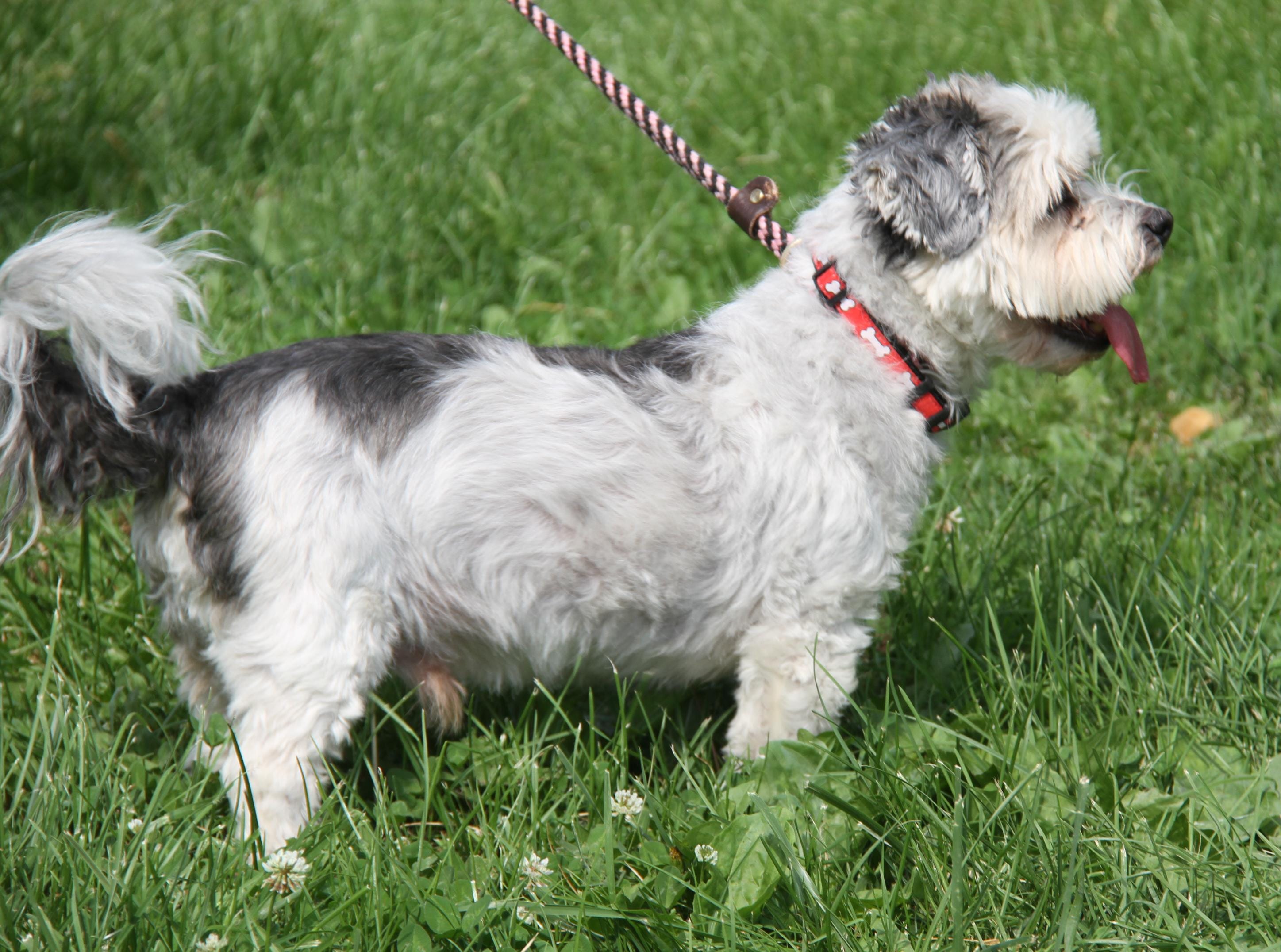 Bucky (Neutered) (Special Dietary Needs)