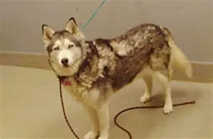 NALA