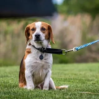 Robbie (shy beagle boy)