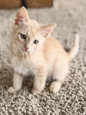 Merlin