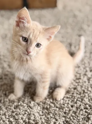 Merlin