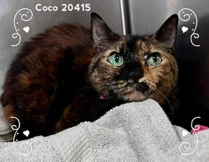 COCO