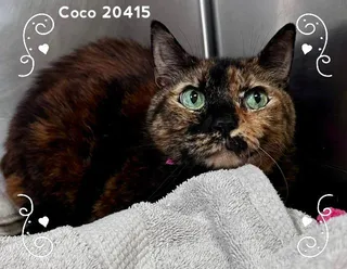 COCO