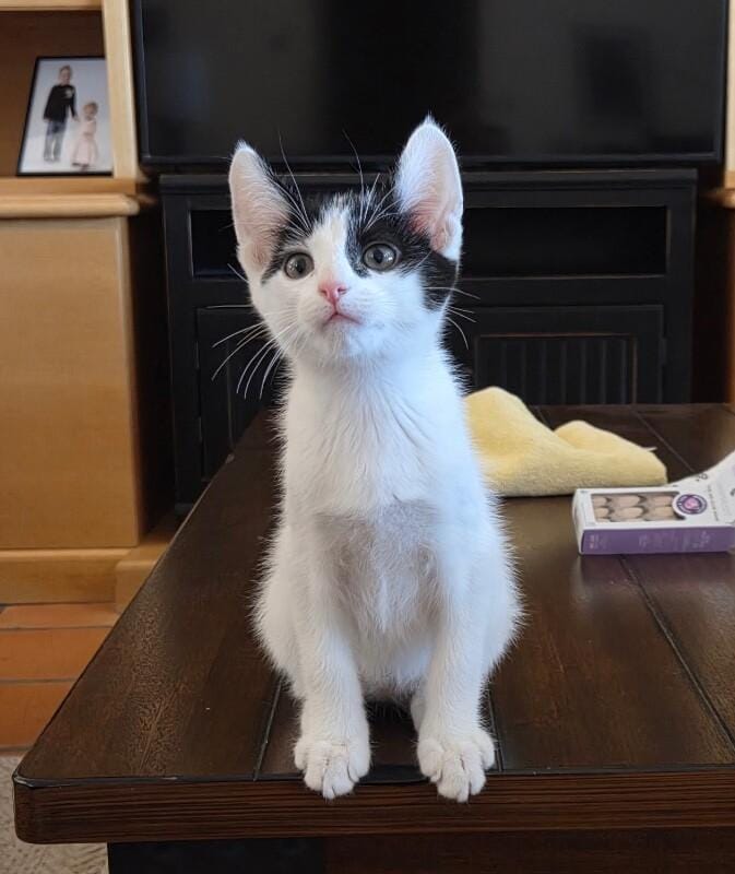 Oliver BONDED to Poe - Hocus Pocus litter