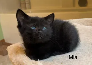Mia