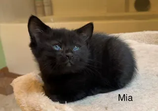 Mia