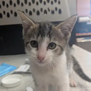 Mozzarella
