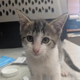 Mozzarella
