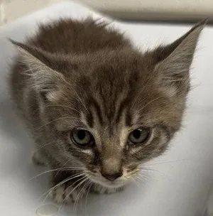 Nancy (bonded with Luke)