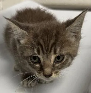 Nancy (bonded with Luke)
