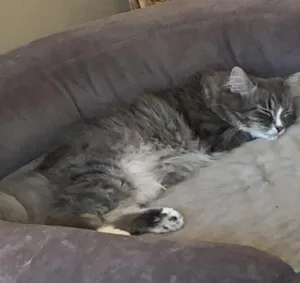 Sammie and Iggy, a brother/sister pair