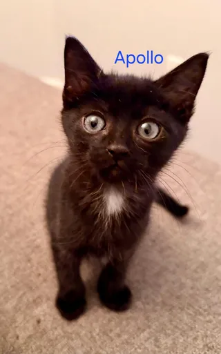 Apollo