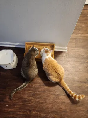 Jackie & Wilson (bonded pair)